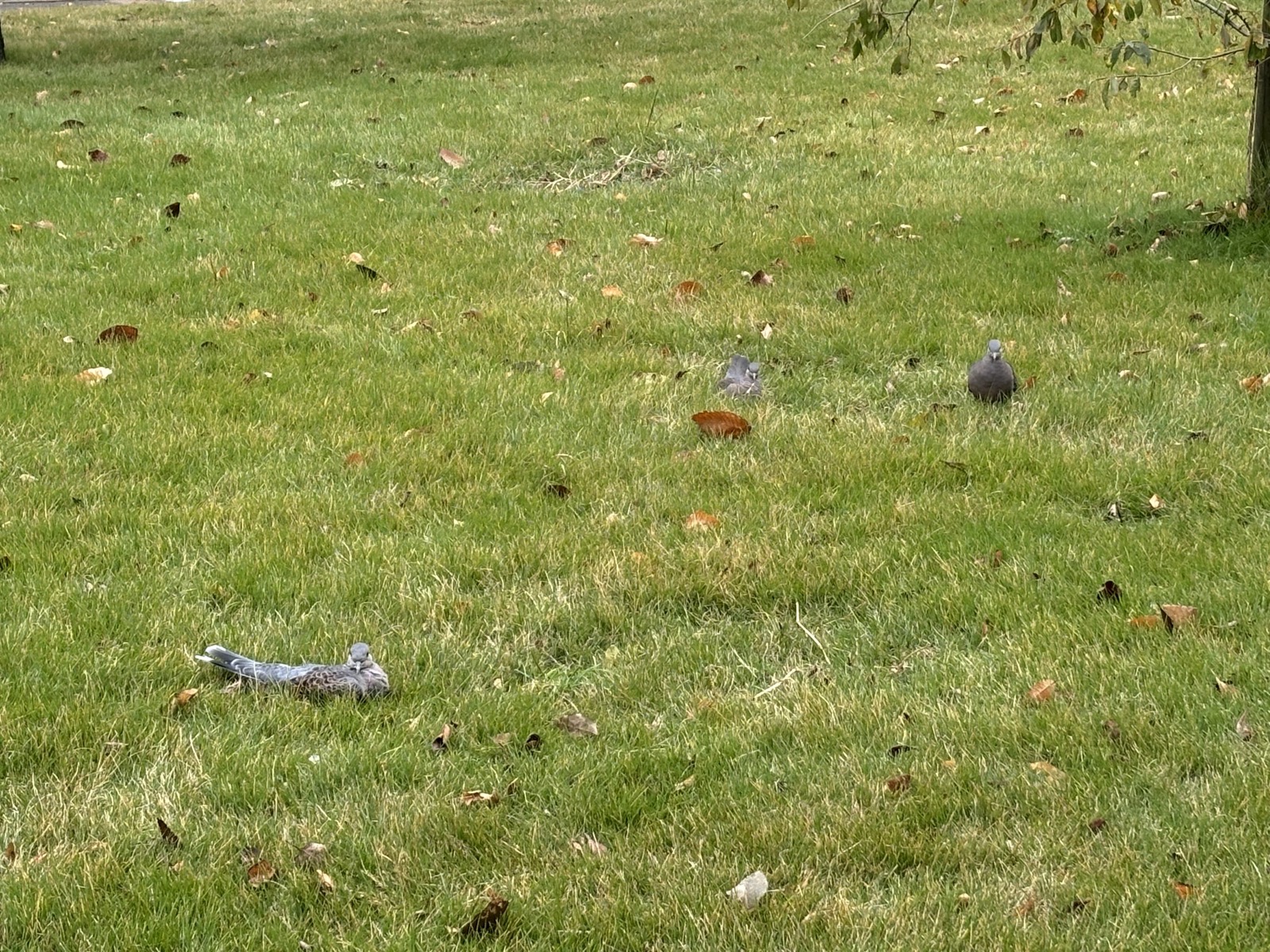 ３羽の鳩